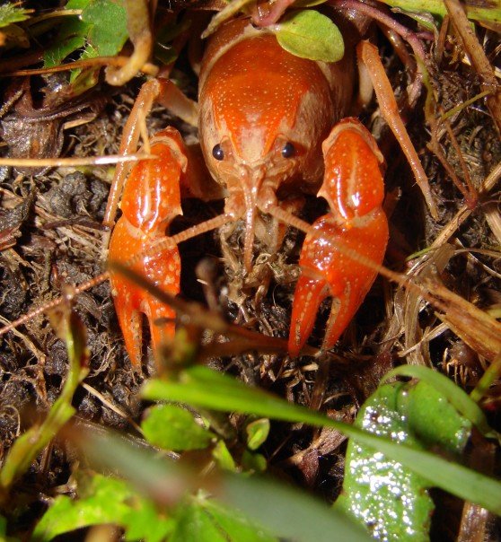 crawcrab